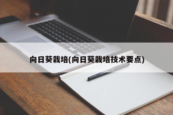 向日葵栽培(向日葵栽培技术要点)