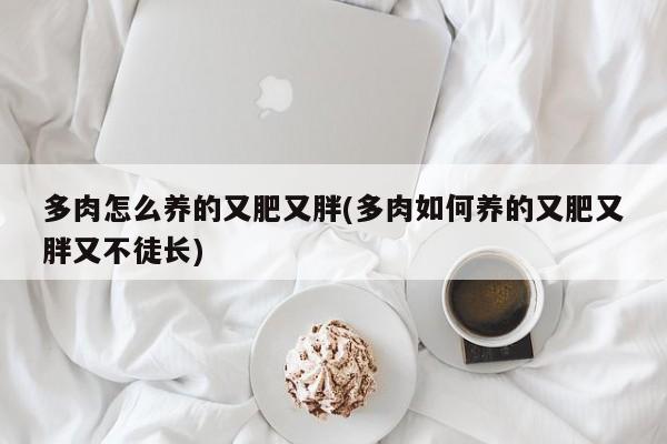 多肉怎么养的又肥又胖(多肉如何养的又肥又胖又不徒长)